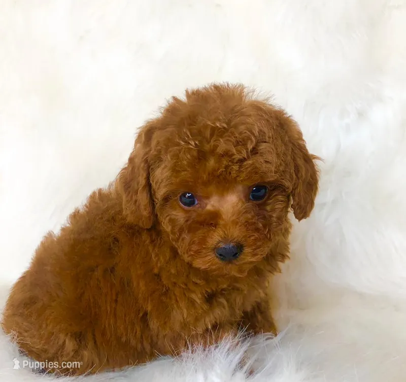 Sneakers – Poodle - Toy  puppy for sale in Los Angeles, CA