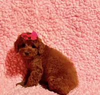 Molly deep red toy, a female Poodle - Toy  for sale in Los Angeles, CA – 1 of 3