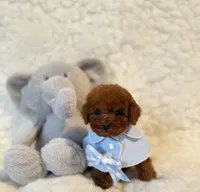 Baby bear deep red , a male Poodle - Toy  for sale in Los Angeles, CA – 5 of 5