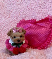 Munchkin teacup, a female Poodle - Toy  for sale in Los Angeles, CA – Photo 1 of 3