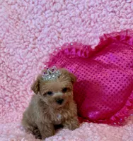 Munchkin teacup, a female Poodle - Toy  for sale in Los Angeles, CA – Photo 2 of 3