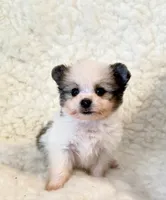 Kimi teacup Pompoo , a male Pomeranian for sale in Los Angeles, CA – 1 of 4