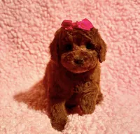 Molly deep red toy, a female Poodle - Toy  for sale in Los Angeles, CA – 2 of 3