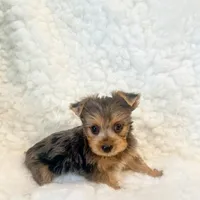 Yo-yo tiny toy, a male Yorkshire Terrier for sale in Los Angeles, CA – 3 of 5
