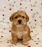 Russ, a male Yorkshire Terrier and Poodle - Toy  for sale in Los Angeles, CA – 2 of 2