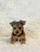 Yo-yo tiny toy, a male Yorkshire Terrier for sale in Los Angeles, CA – 2 of 5
