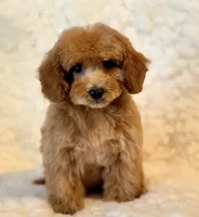 Fluffy , a male Poodle - Toy  for sale in Los Angeles, CA – 6 of 6