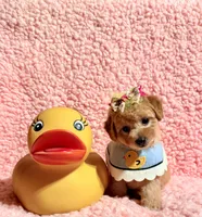 Precious toy female, a female Poodle - Toy  for sale in Los Angeles, CA – 6 of 7