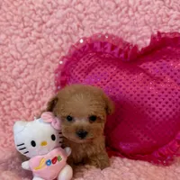 Munchkin teacup, a female Poodle - Toy  for sale in Los Angeles, CA – Photo 7 of 8