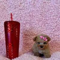 Munchkin teacup, a female Poodle - Toy  for sale in Los Angeles, CA – Photo 6 of 8