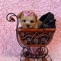 Munchkin teacup, a female Poodle - Toy  for sale in Los Angeles, CA – Photo 1 of 8