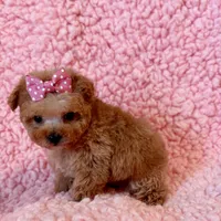 Munchkin teacup, a female Poodle - Toy  for sale in Los Angeles, CA – Photo 5 of 8
