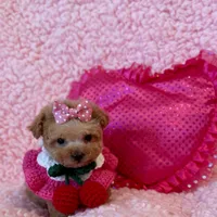 Munchkin teacup, a female Poodle - Toy  for sale in Los Angeles, CA – Photo 8 of 8
