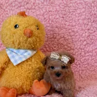 Munchkin teacup, a female Poodle - Toy  for sale in Los Angeles, CA – Photo 4 of 8