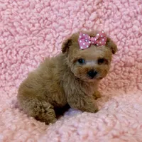 Munchkin teacup, a female Poodle - Toy  for sale in Los Angeles, CA – Photo 3 of 8