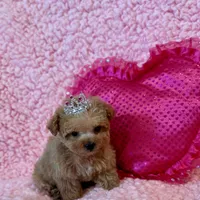 Munchkin teacup, a female Poodle - Toy  for sale in Los Angeles, CA – Photo 2 of 8