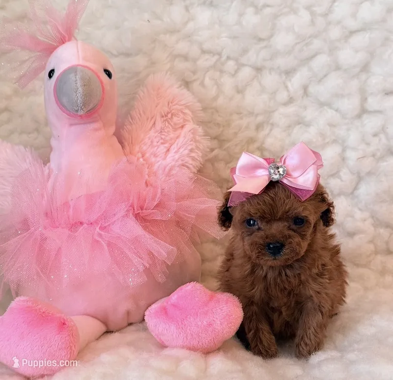 Ruby teacup deep red – Poodle - Toy  puppy for sale in Los Angeles, CA