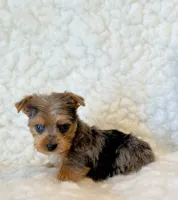 Blue tiny toy, a male Yorkshire Terrier for sale in Los Angeles, CA – 2 of 8