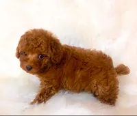 Sneakers, a male Poodle - Toy  for sale in Los Angeles, CA – 2 of 4