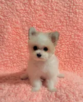 Kitty  teacup , a female Pomeranian and Poodle - Toy  for sale in Los Angeles, CA – 7 of 8
