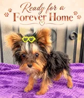 Tiffany teacup, a female Yorkshire Terrier for sale in Los Angeles, CA – 2 of 5