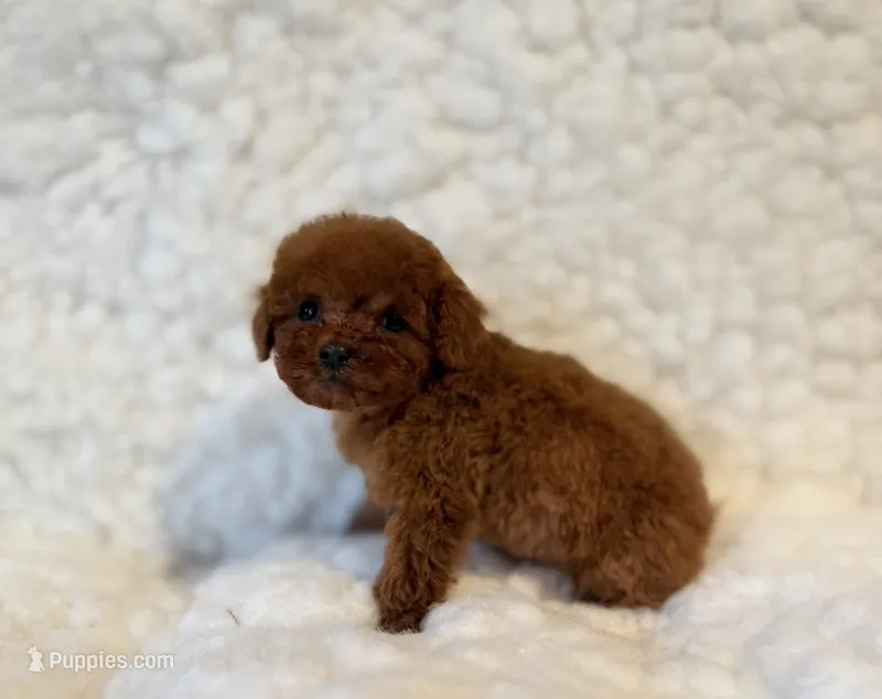 Sneakers deep red – Poodle - Toy  puppy for sale in Los Angeles, CA