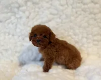 Sneakers deep red, a male Poodle - Toy  for sale in Los Angeles, CA – 1 of 4