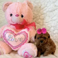 Scarlet tiny tiny, a female Poodle - Toy  for sale in Los Angeles, CA – 2 of 3