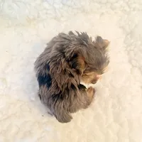 Yo-yo tiny toy, a male Yorkshire Terrier for sale in Los Angeles, CA – 4 of 5