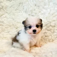 Kimi teacup Pompoo , a male Pomeranian for sale in Los Angeles, CA – 2 of 4