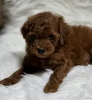 Ginger deep red toy, a female Poodle - Toy  for sale in Los Angeles, CA – 2 of 3