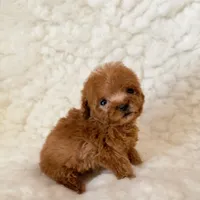 Ammie micro teacup, a female Poodle - Toy  for sale in Los Angeles, CA – 7 of 7