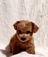Junior, a male Poodle - Toy  for sale in Los Angeles, CA – 5 of 5
