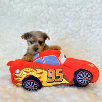 Blue tiny toy, a male Yorkshire Terrier for sale in Los Angeles, CA – 7 of 8
