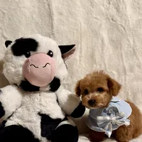 Junior tiny toy, a male Poodle - Toy  for sale in Los Angeles, CA – Photo 5 of 9