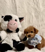 Junior, a male Poodle - Toy  for sale in Los Angeles, CA – Photo 5 of 9