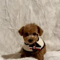 Junior tiny toy, a male Poodle - Toy  for sale in Los Angeles, CA – Photo 8 of 9