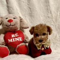 Junior tiny toy, a male Poodle - Toy  for sale in Los Angeles, CA – Photo 1 of 9