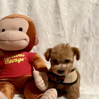 Junior tiny toy, a male Poodle - Toy  for sale in Los Angeles, CA – Photo 3 of 9