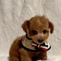 Junior tiny toy, a male Poodle - Toy  for sale in Los Angeles, CA – Photo 7 of 9
