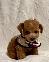 Junior, a male Poodle - Toy  for sale in Los Angeles, CA – Photo 7 of 9