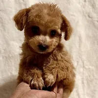 Junior tiny toy, a male Poodle - Toy  for sale in Los Angeles, CA – Photo 9 of 9