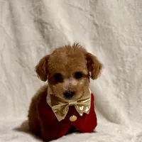 Junior tiny toy, a male Poodle - Toy  for sale in Los Angeles, CA – Photo 4 of 9