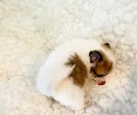 Tucker Pompoo teacup, a male Pomeranian for sale in Los Angeles, CA – 4 of 4