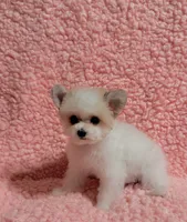 Kitty  teacup , a female Pomeranian and Poodle - Toy  for sale in Los Angeles, CA – 8 of 8