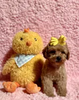 Flower , a female Poodle - Toy  for sale in Los Angeles, CA – Photo 4 of 7