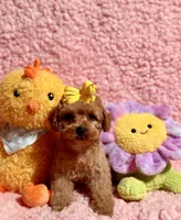 Flower , a female Poodle - Toy  for sale in Los Angeles, CA – Photo 5 of 7
