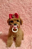 Flower , a female Poodle - Toy  for sale in Los Angeles, CA – Photo 1 of 7