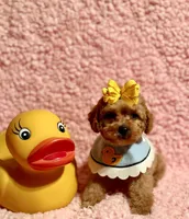 Flower , a female Poodle - Toy  for sale in Los Angeles, CA – Photo 3 of 7