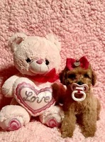 Flower , a female Poodle - Toy  for sale in Los Angeles, CA – Photo 7 of 7